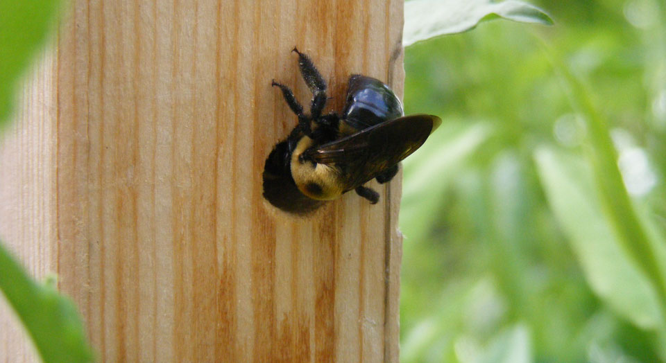 Carpenter Bee © Helena Jacoba / Flickr Carpenter Bee © Helena Jacoba / Flickr