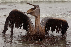 Pelican, AP Photo/Charlie Riedel 