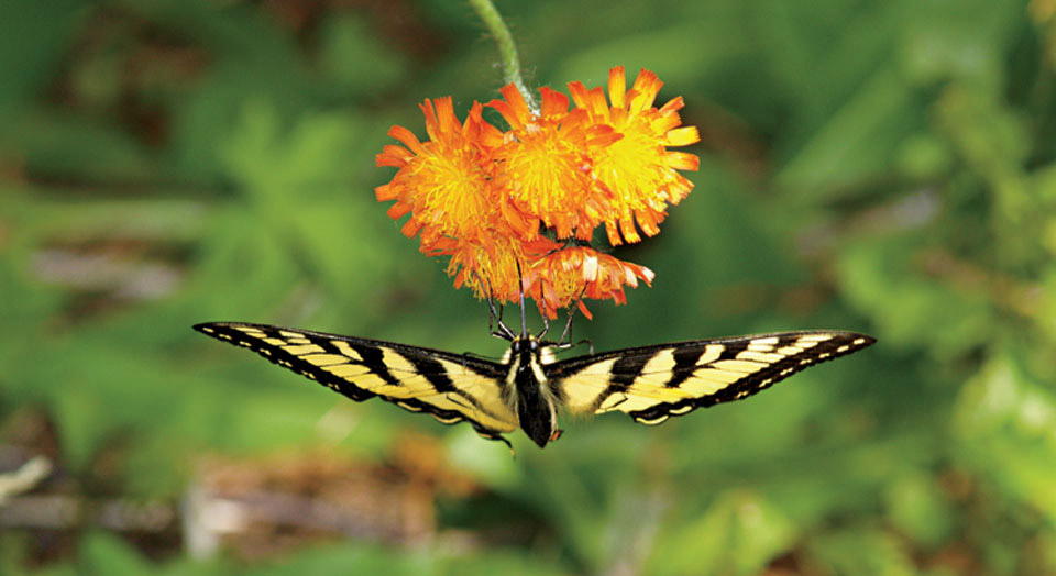Butterfly, © Karen Anderson Butterfly, © Karen Anderson