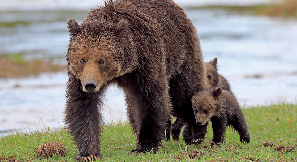 Grizzly bears, © Robbie George/National Geographic Creative