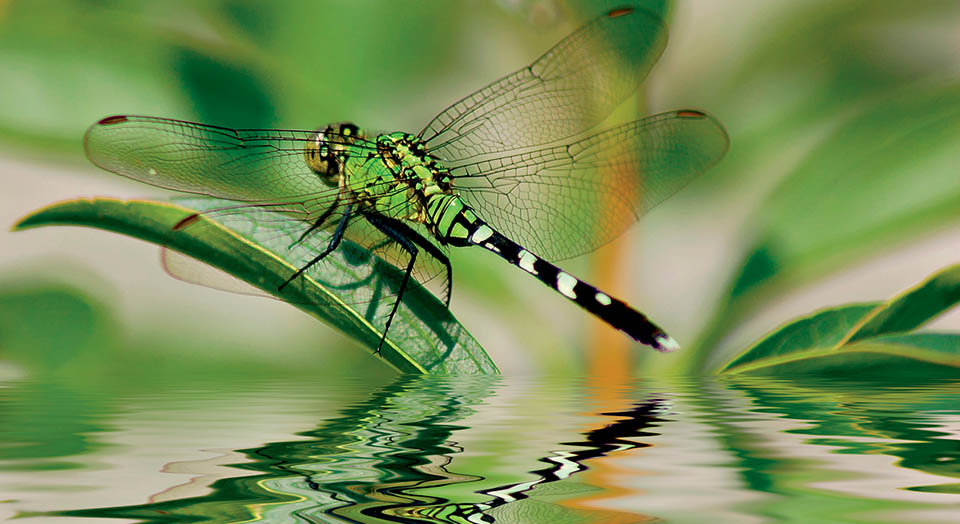 Dragonfly, © Stephen VanHorn/Adobe
