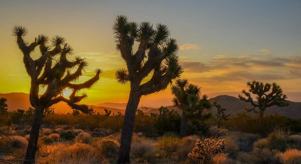 Mojave | Basic Facts about Mojave | Defenders of Wildlife
