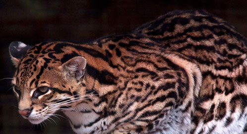 Ocelot, Photo: Tony Hisgett/ Wikimedia Commons
