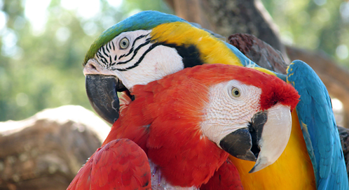 Parrot, © Jaquie Tomke