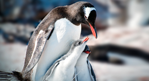 Image Result For Penguins Basic Facts About Penguins Defenders Of Wildlife Image Result For Penguins Basic Facts About Penguins Defenders Of Wildlife