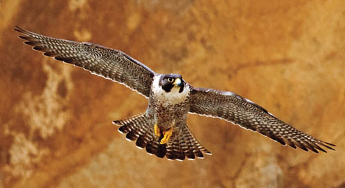 Peregrine Falcon, © Flickr user KevinCole Peregrine Falcon, © Flickr user KevinCole