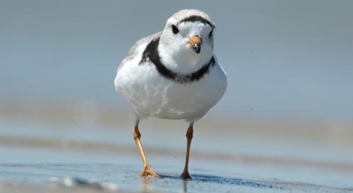 Piping Plover, Photo: Gene Nieminen / U.S. Fish and Wildlife Service