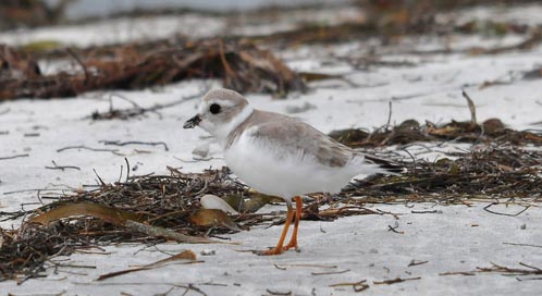 Piping plover, Photo: Mike Morel / U.S. Fish and Wildlife Service
