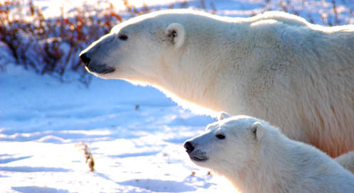 Basic Facts About Polar Bears