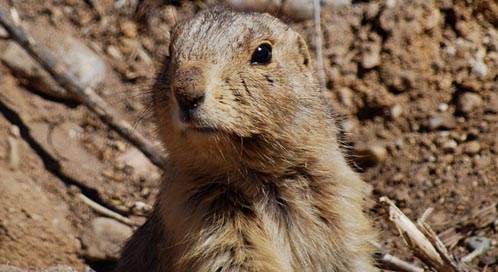 Prairie Dog, © Lois Erickson