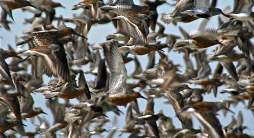 Red Knot, © Andrew Harper