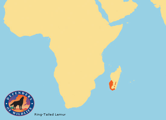 Ring-Tailed Lemur Range Map