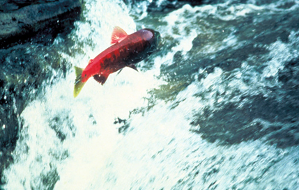 Basic Facts About Salmon