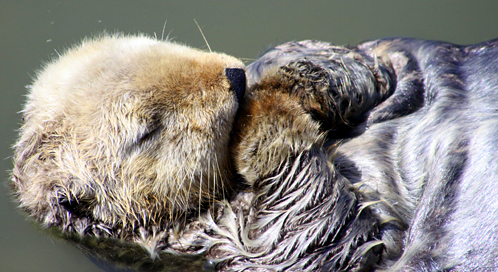 Sea Otter, © Penny Palmer
