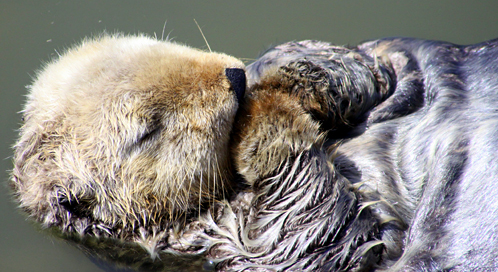 Sea Otter, © Penny Palmer Sea Otter, © Penny Palmer
