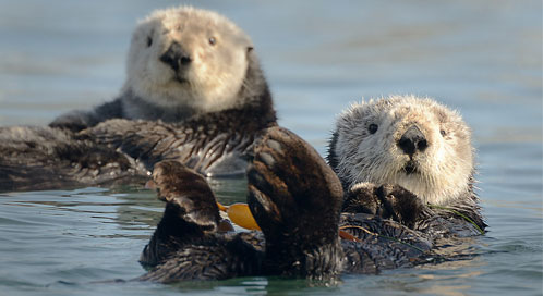 Sea otters, © Tony Trupp