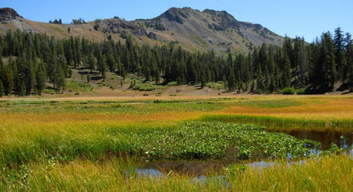 Sierra Nevada Habitat, © Pamela Flick, Defenders of Wildlife