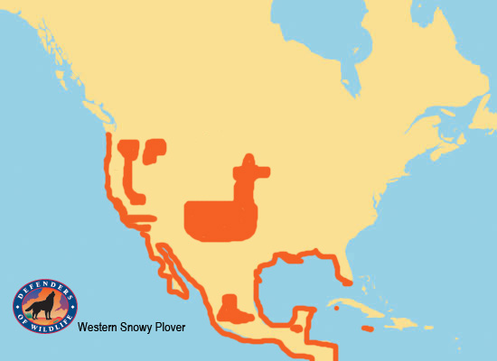 Western Snowy Plover Range Map