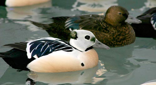 Photo: Laura Whitehouse, USFWS