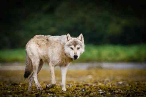 Coastal wolf in Katmai National Park and Preserve, Alaska 