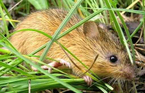 New Mexico meadow jumping mouse in grass
