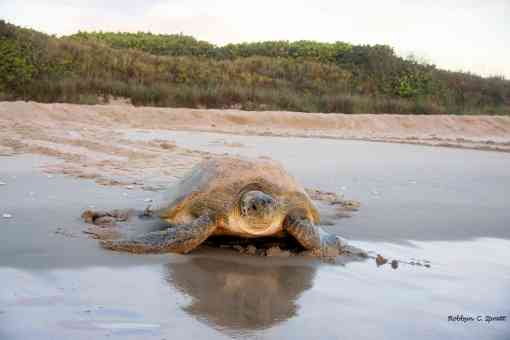 Loggerhead Sea Turtle Heading to the Sea, Archie Carr National Wildlife Refuge - Brevard County, Florida