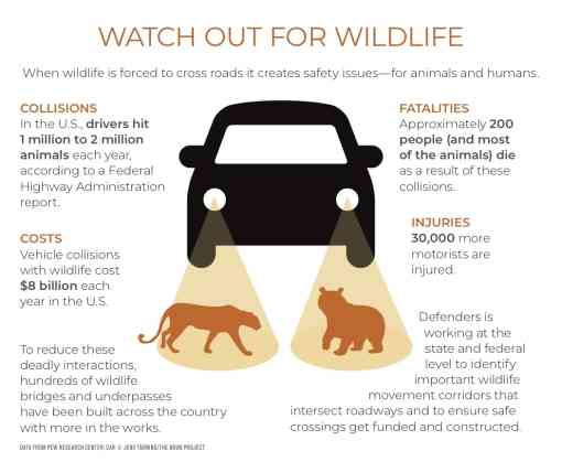 Watchout For Wildlife 