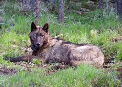 Yearling male wolf, Imnaha Pack, Oregon