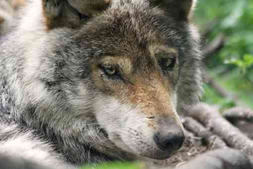 Mexican Gray Wolf stare