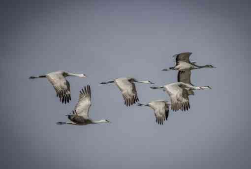 Flock of sandhill cranes, Monte Vista National Wildlife Refuge, Colorado