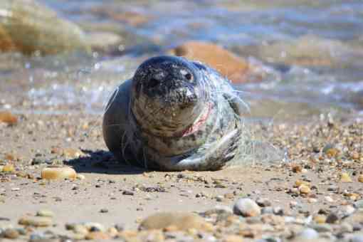 Harbor Seal Tangled with Fishing Line - Montauk - New York