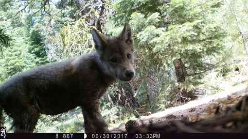 Gray wolf pup lassen pack - California