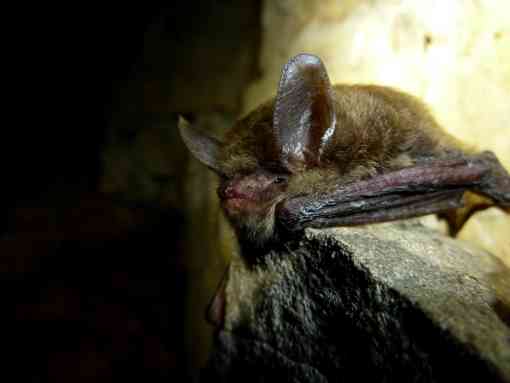 Northern long-eared bat with visible symptoms of white-nose syndrome.