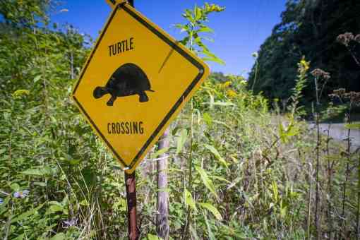 A yellow sign with "Turtle Crossing" stands in front of bog turtle habitat