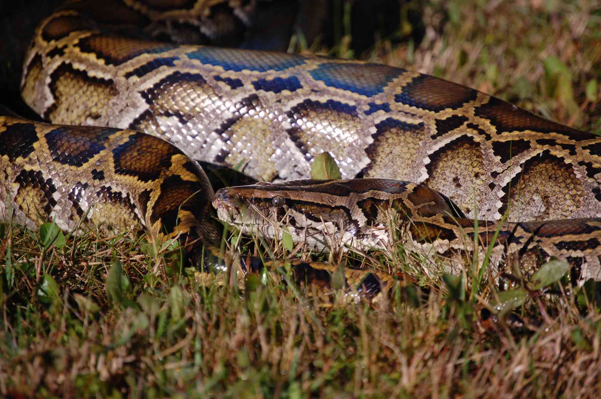 Invasive Burmese Python