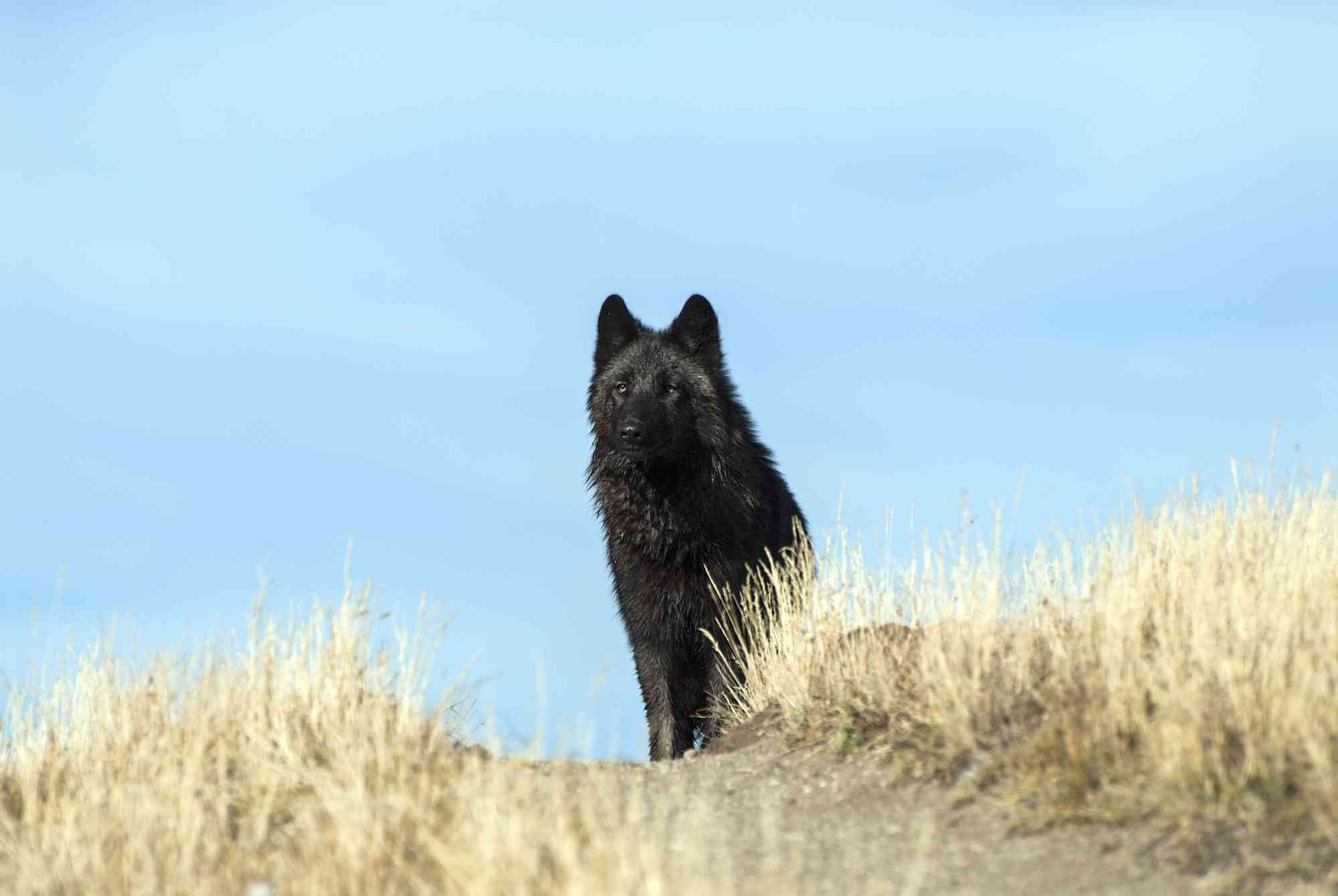 Black wolf yellowstone