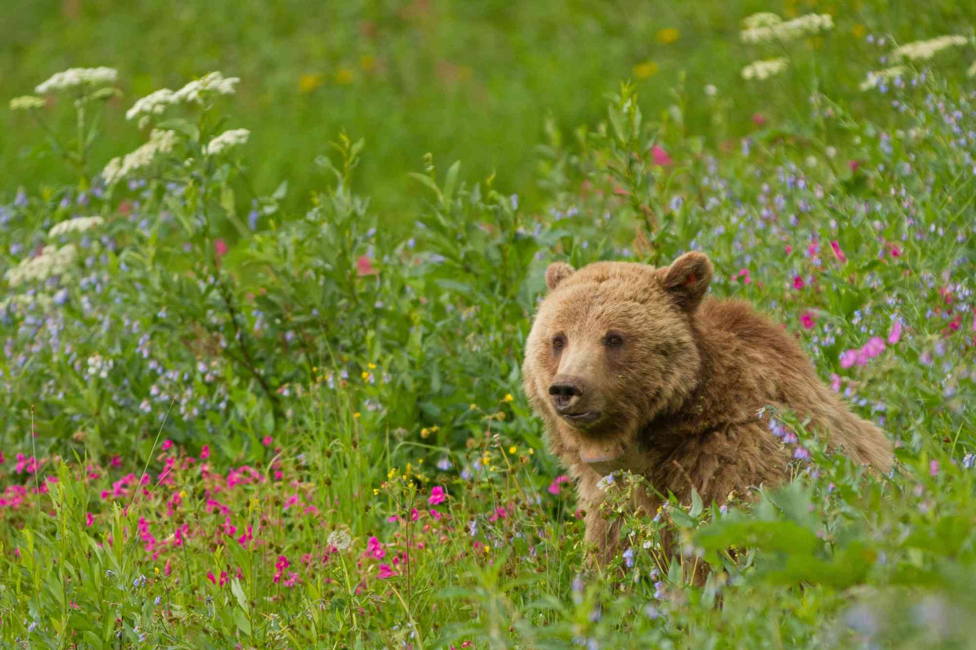 Grizzly bear sow Dunraven Pass in Yellowstone National Park 