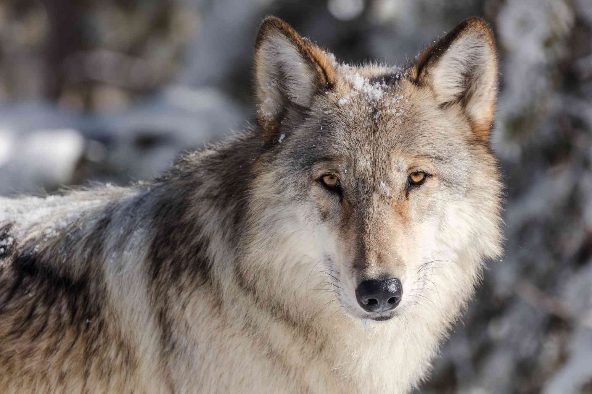 Gray Wolf Yellowstone NP 