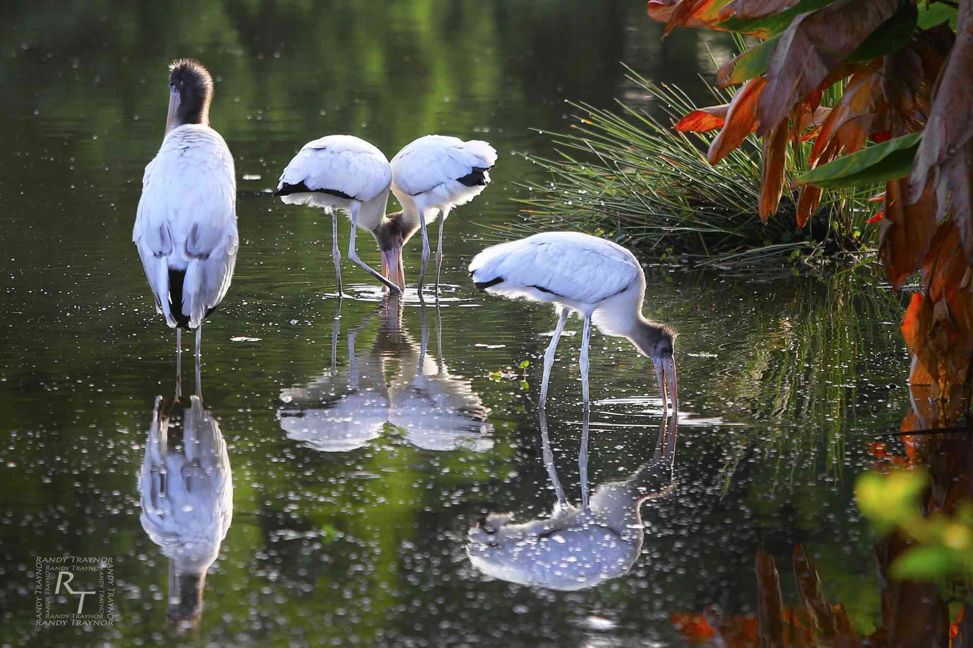 Wood storks in water