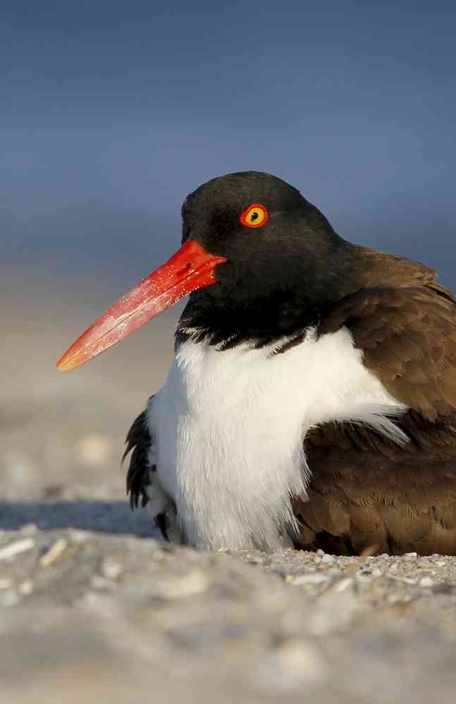 American Oystercatcher on a beach Cape May, NJ