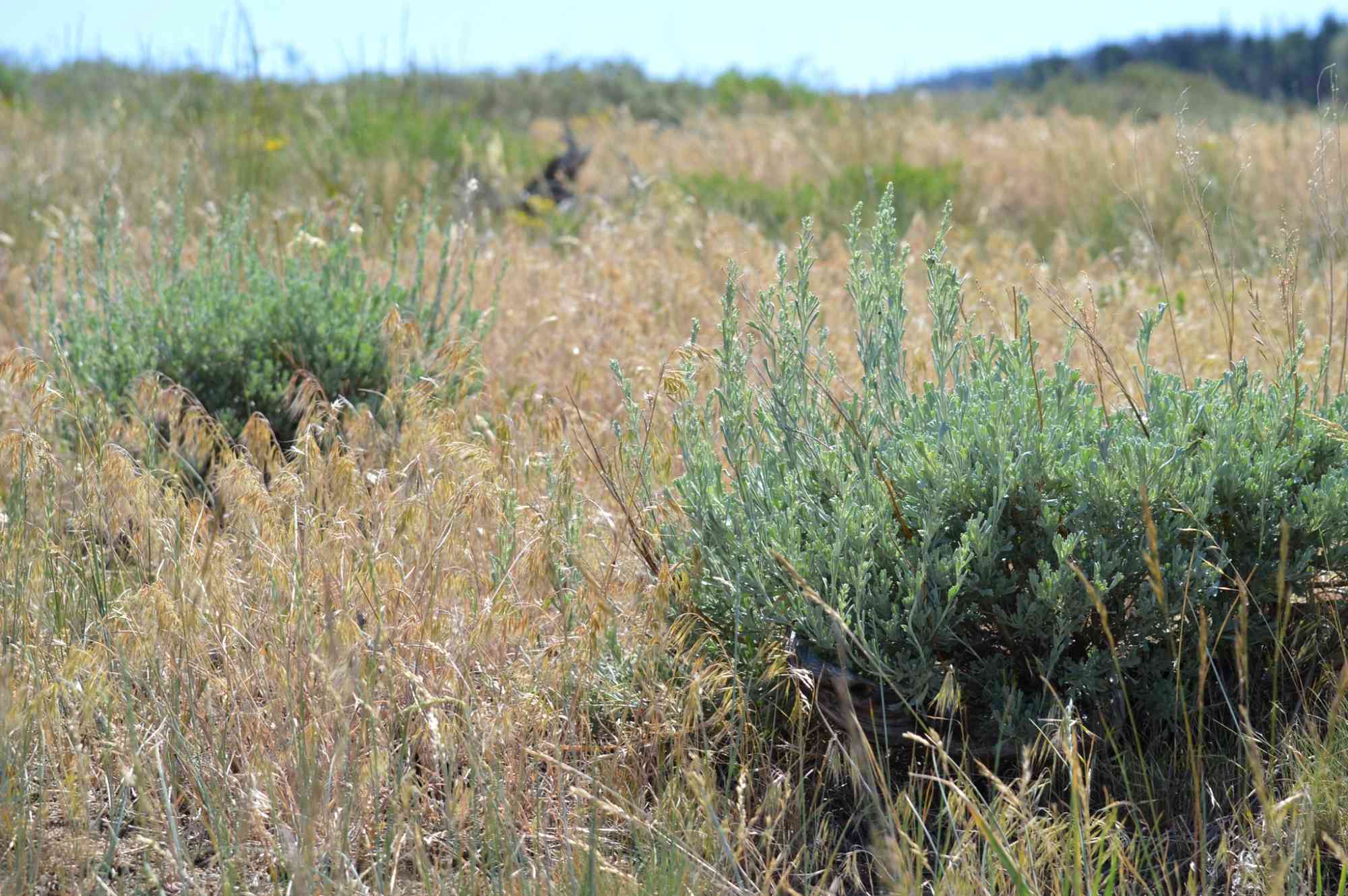 Two sagebrush plants (green) which are native to the west being overrun by non-native cheatgrass. 