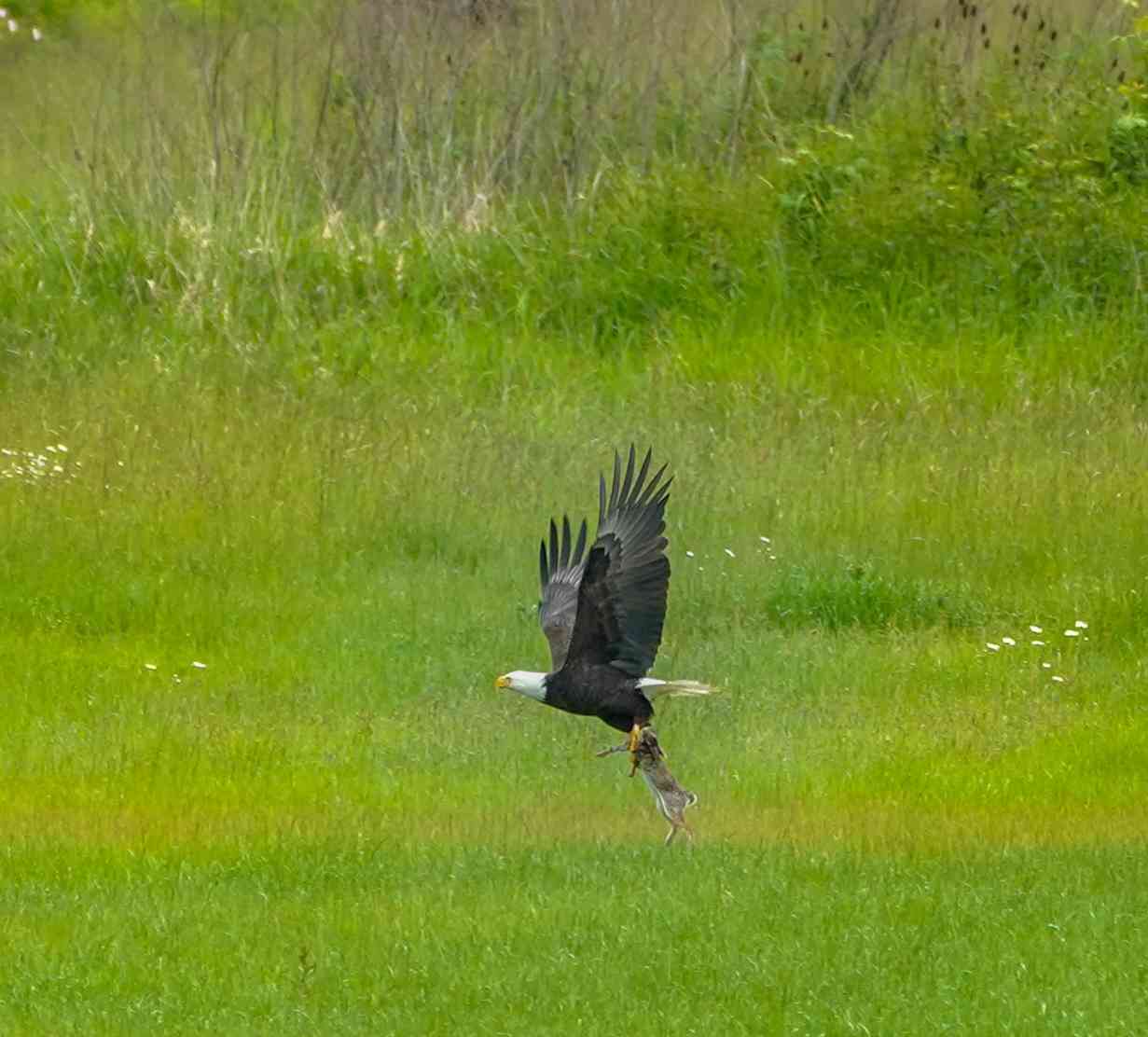 Bald Eagle Catching a Rabbit 