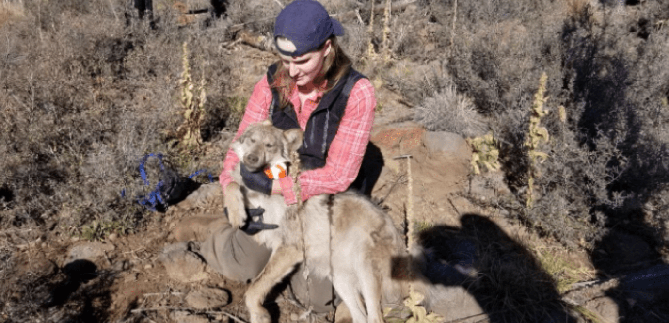 wildlife technician holding female mexican gray wolf