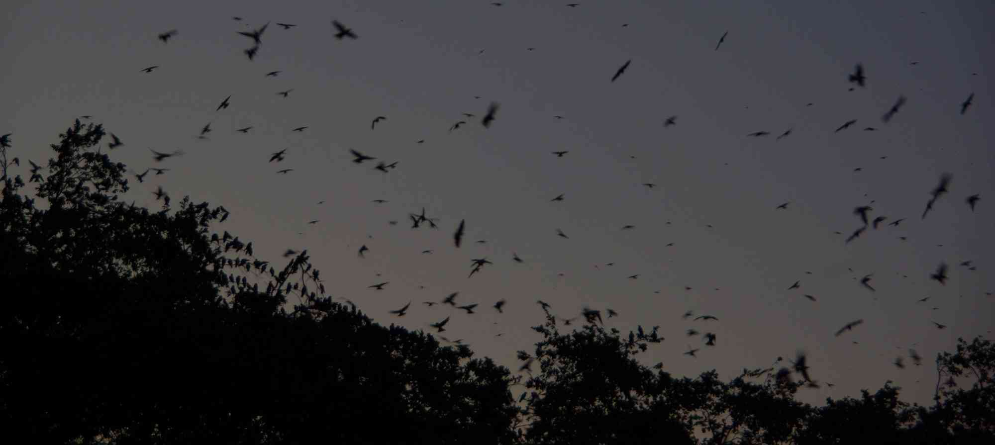 Birds flying at night in Texas