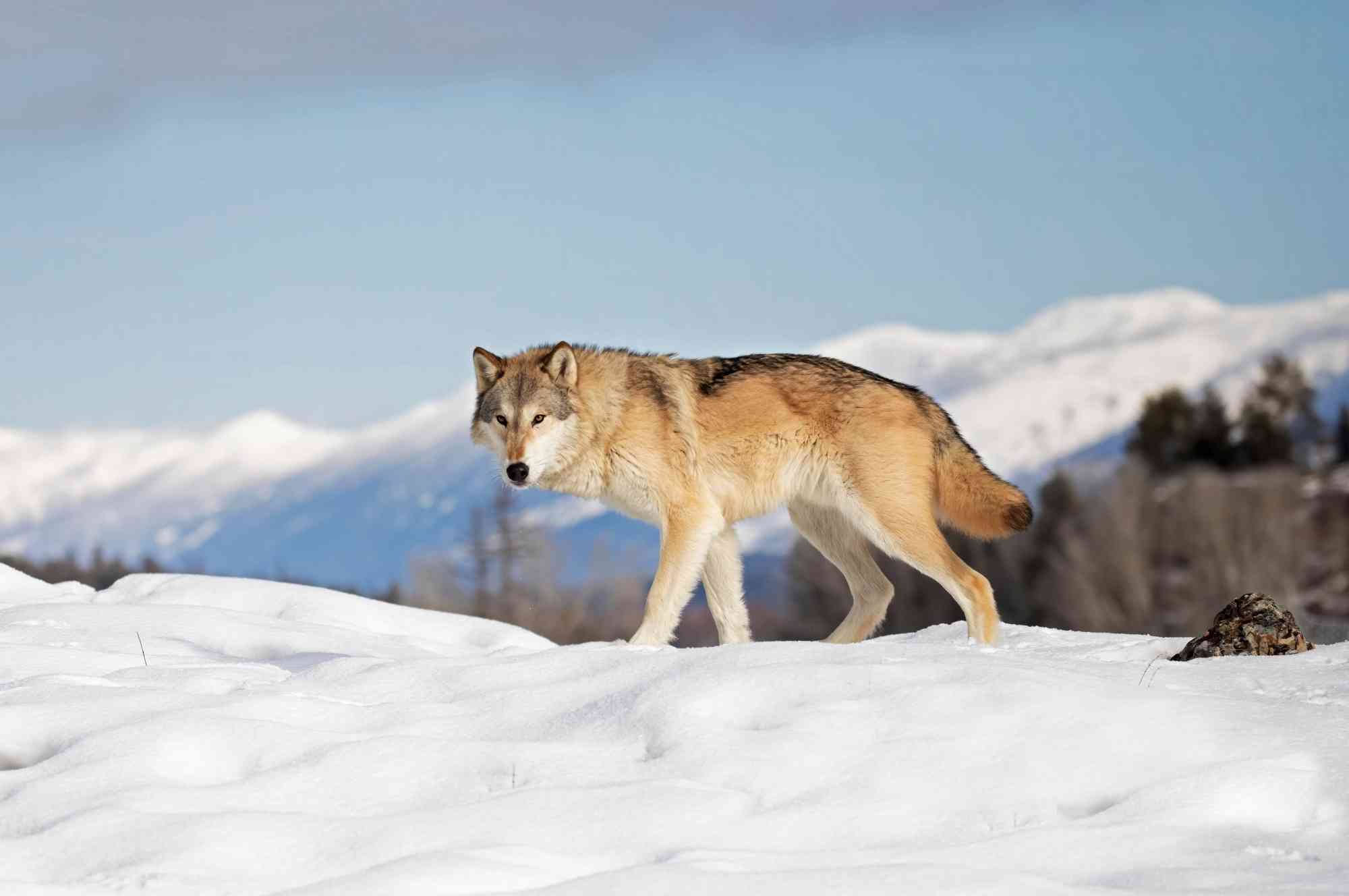 Gray Wolf Walking in Snow - Montana 