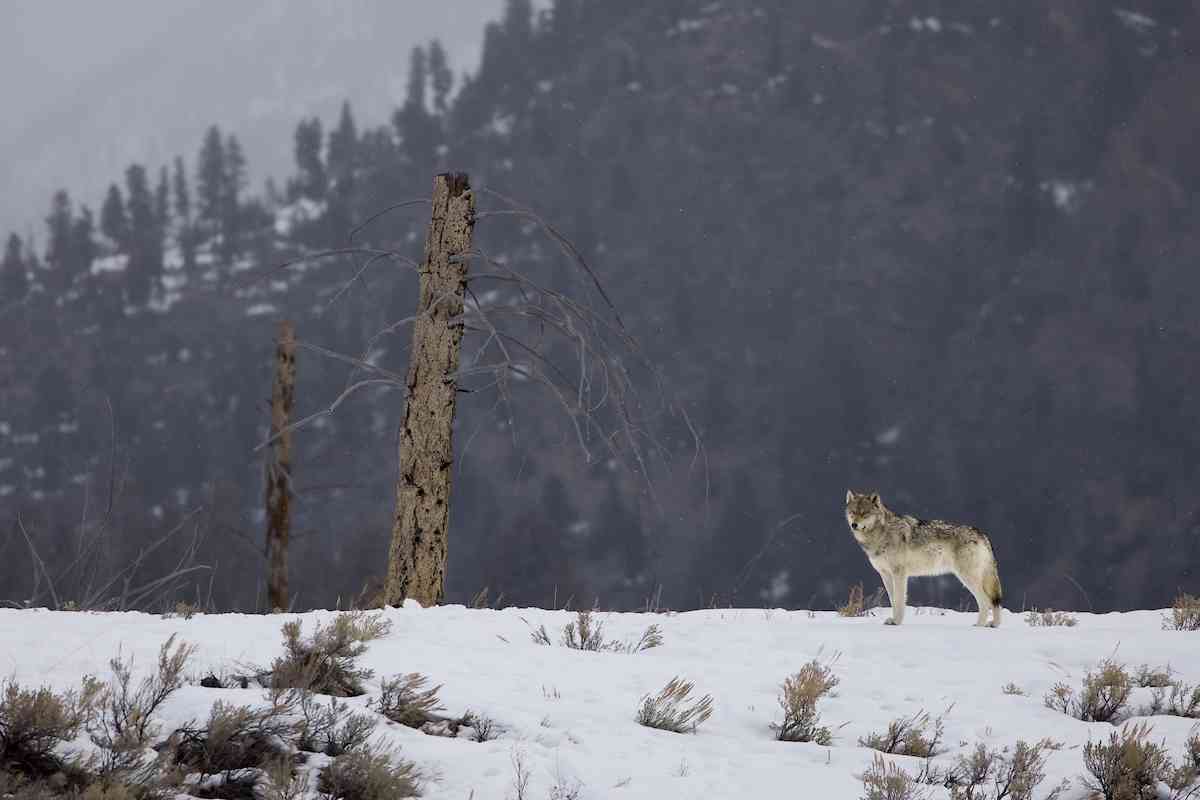Gray Wolf in Snowy Landscape