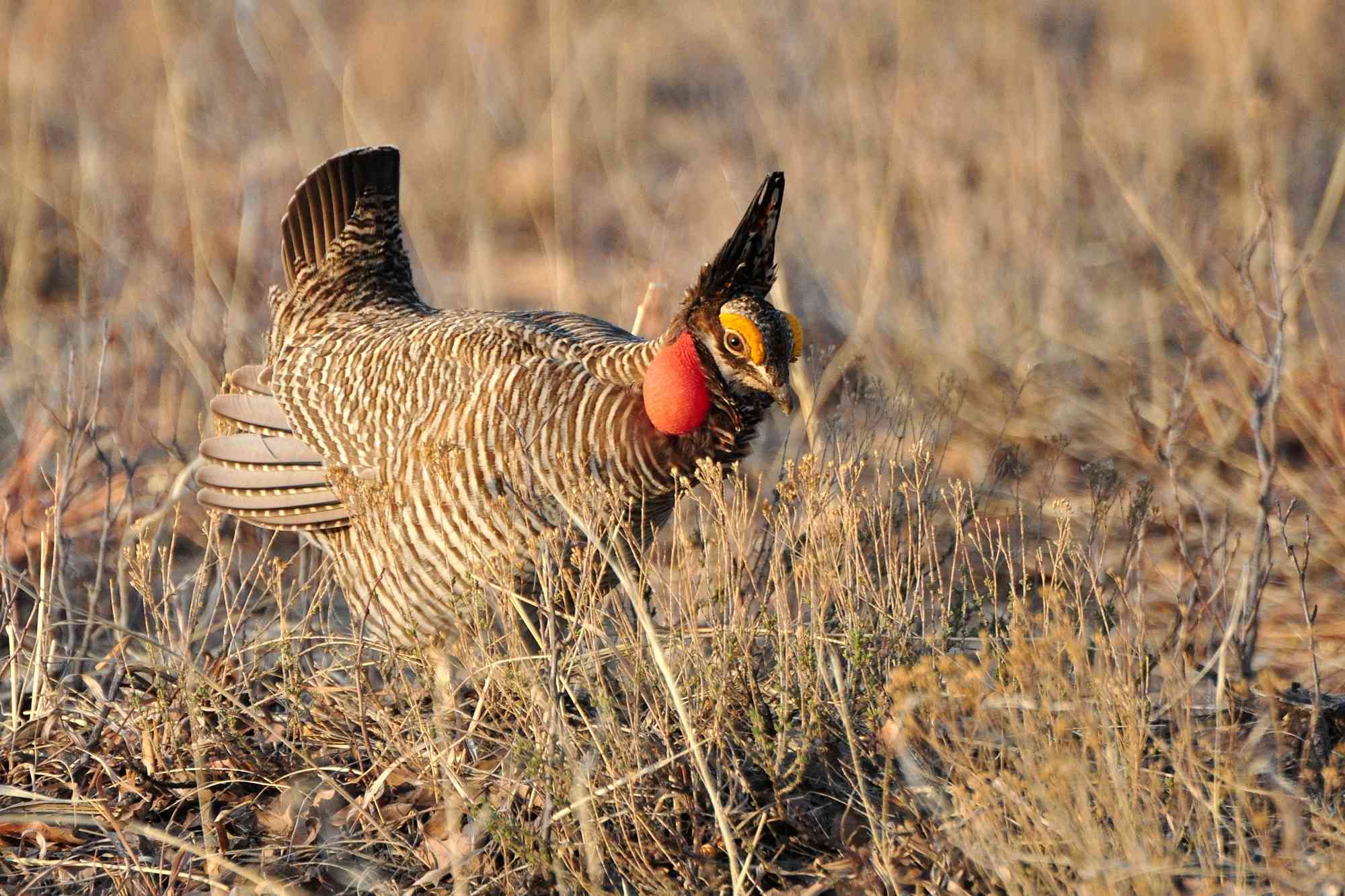 2011.04.16 - Lesser Prairie Chicken - New Mexico - Larry Lamsa - Wikipedia.jpeg