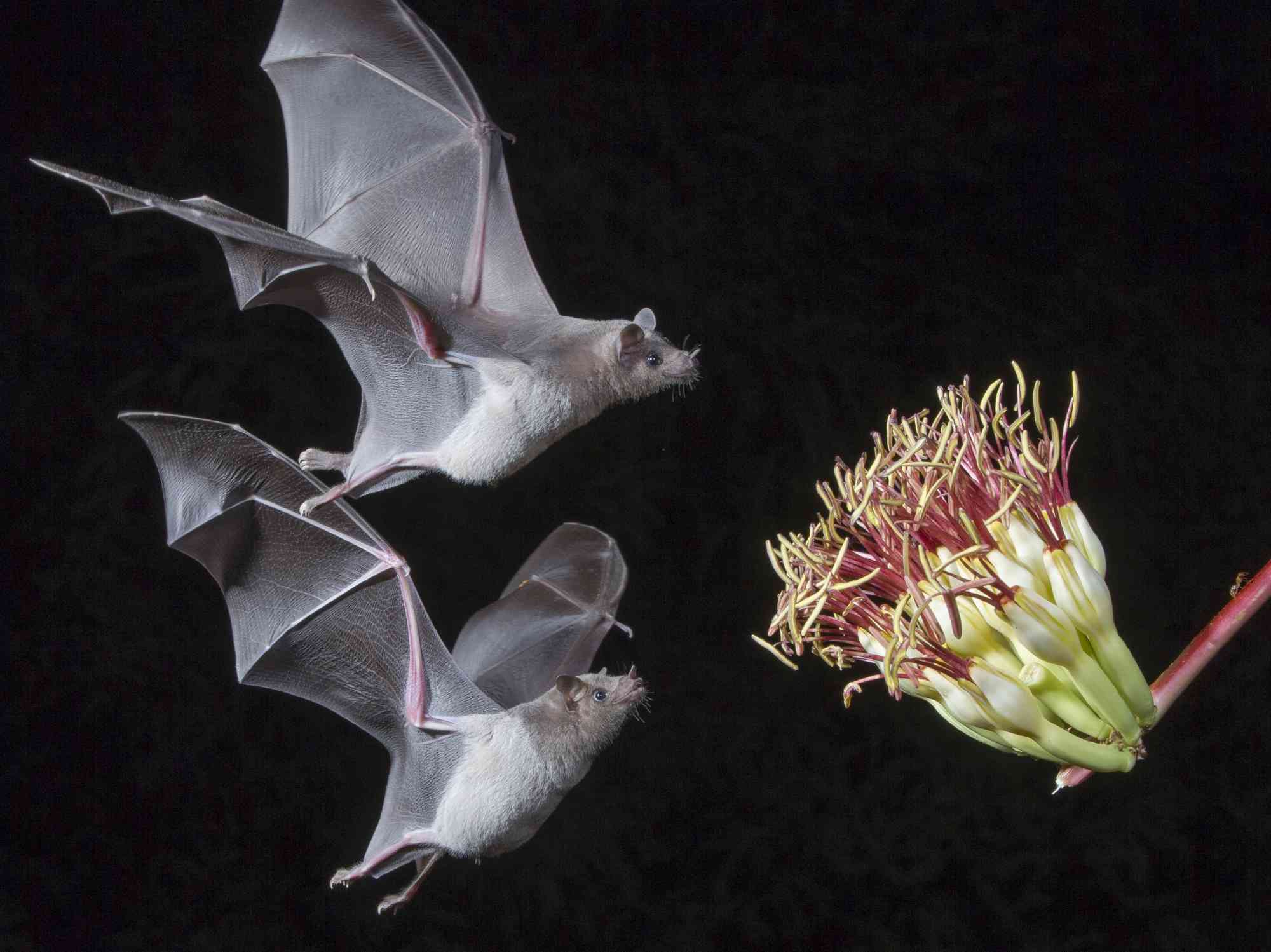 2019.08.29 - Lesser Long-Nosed Bats feeding on agave - Sandra Rothenberg
