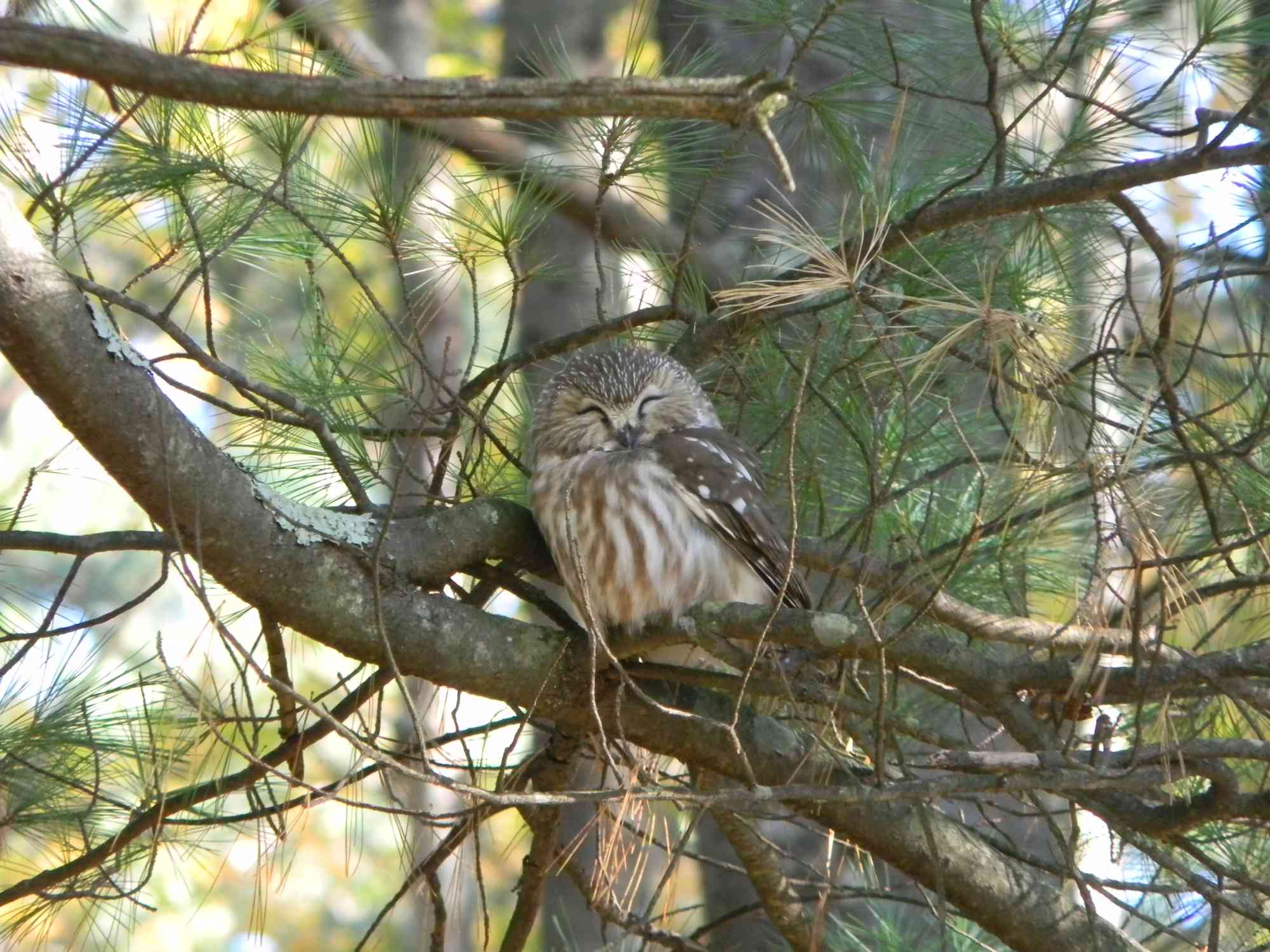 2012.10.13- SE-Northern Saw-whet Owl at Rachel Carson National Wildlife Refuge-Credit: Bri Rudinsky/USFWS