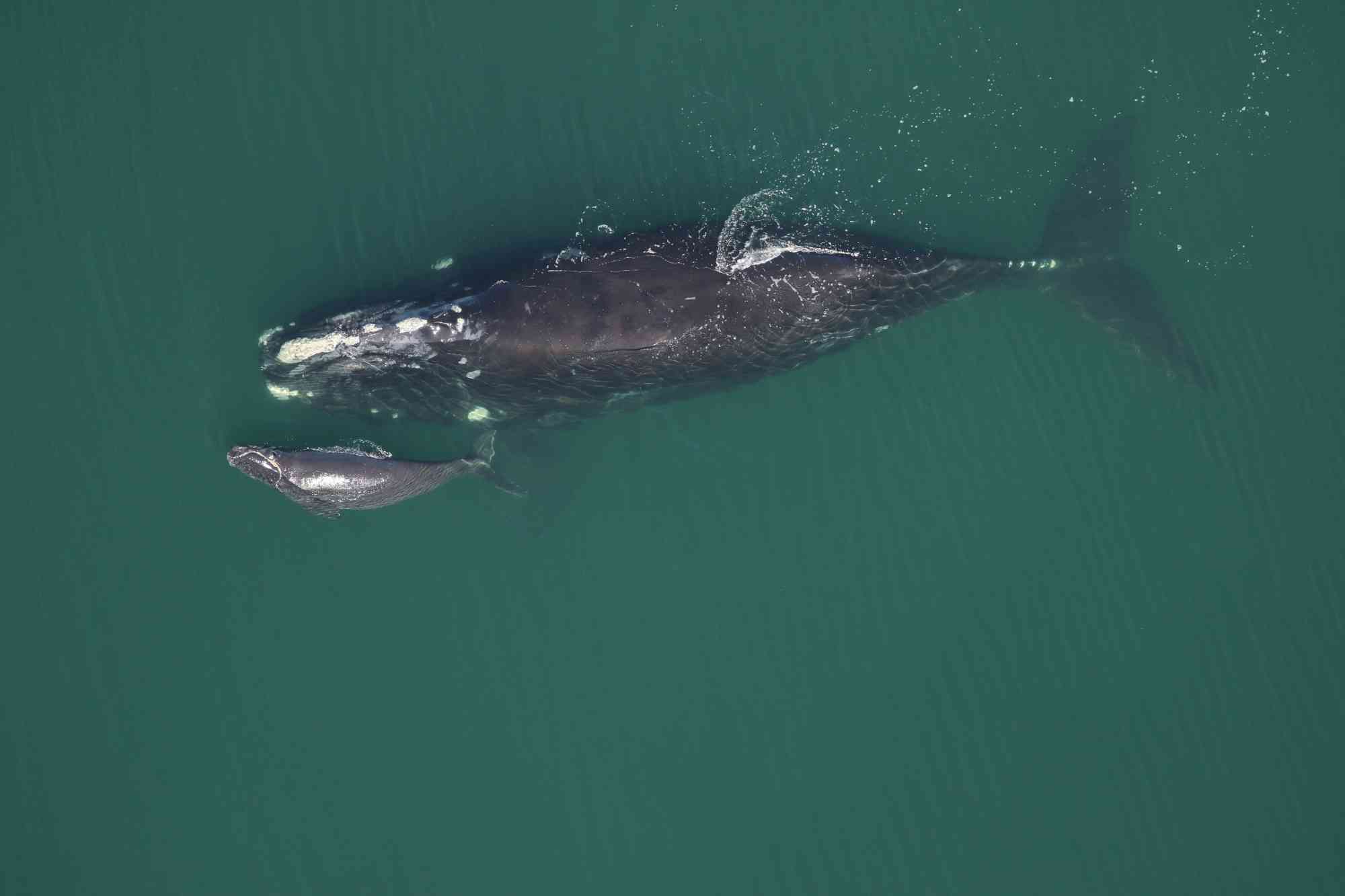 2016.02.01 - North Atlantic Right Whale with Calf - Florida Fish and Wildlife Conservation Commission, taken under NOAA research permit #15488